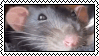 rat